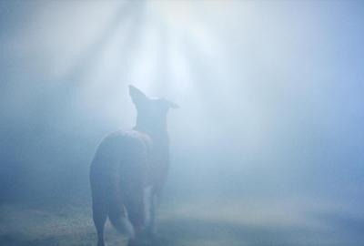 A dog see a ghost